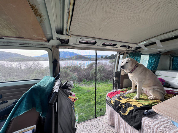 Dog sitting inside a van with a scenic view of water and mountains through the window